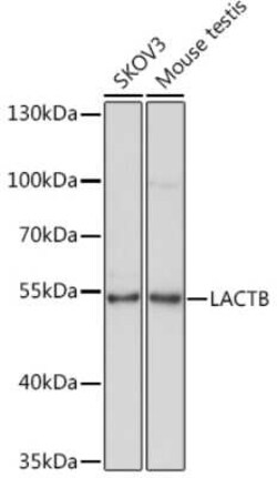 LACTB Rabbit anti-Human, Mouse, Polyclonal, Novus Biologicals 100 &mu;g;