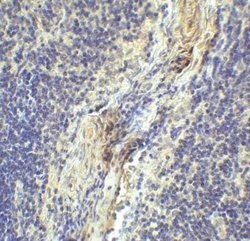 LAG-3 Antibody (1A6) - VHH - Azide and BSA Free, Novus Biologicals 0.1 mg | Buy Online | Bio-Techne | Fisher Scientific