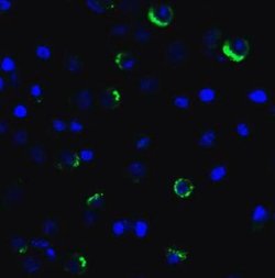 LAG-3 Antibody (1A6) - VHH - Azide and BSA Free, Novus Biologicals 0.1 mg | Buy Online | Bio-Techne | Fisher Scientific