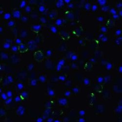 LAG-3 Antibody (1C6) - VHH - Azide and BSA Free, Novus Biologicals 0.1