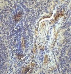 LAG-3 Antibody (2B11) - VHH - Azide and BSA Free, Novus Biologicals 0.1 mg | Buy Online | Novus Biologicals | Fisher Scientific