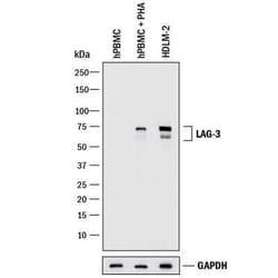 LAG-3 Antibody Pack, Novus Biologicals 3 Vials; Unconjugated:Antibodies,