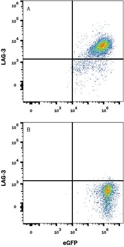 Cynomolgus Monkey LAG-3 Antibody, R D Systems:Antibodies:Primary Antibodies