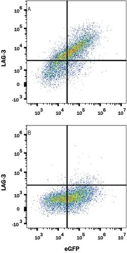 Human LAG-3 Antibody, R D Systems 25 &mu;g; Unconjugated:Antibodies, Monoclonal