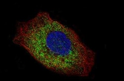LAMC2 Antibody (CL2980), Novus Biologicals:Antibodies:Primary Antibodies