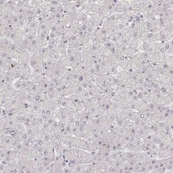 LAMC2 Antibody (CL2980), Novus Biologicals:Antibodies:Primary Antibodies
