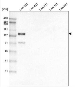 LAMC2 Antibody (CL2980), Novus Biologicals:Antibodies:Primary Antibodies