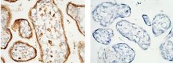 LAMP-1/CD107a Rabbit anti-Human, Clone: 107, Novus Biologicals:Antibodies:Primary