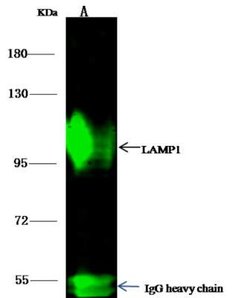 LAMP-1/CD107a Rabbit anti-Human, Clone: 107, Novus Biologicals:Antibodies:Primary