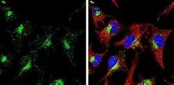 LAMP-1/CD107a Antibody (GT25212), Novus Biologicals 100 &mu;g; Unconjugated:Antibodies,
