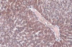 LAMP-1/CD107a Antibody (GT25212), Novus Biologicals 100 &mu;g; Unconjugated:Antibodies,