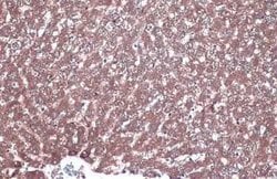 LAMP-1/CD107a Antibody (GT25212), Novus Biologicals 100 &mu;g; Unconjugated:Antibodies,