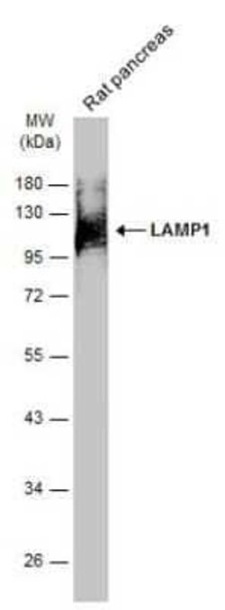 LAMP-1/CD107a Antibody (GT25212), Novus Biologicals 100 &mu;g; Unconjugated:Antibodies,