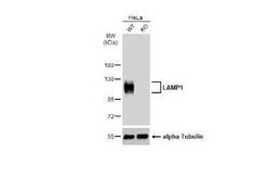 LAMP-1/CD107a Antibody (GT25212), Novus Biologicals 100 &mu;g; Unconjugated:Antibodies,