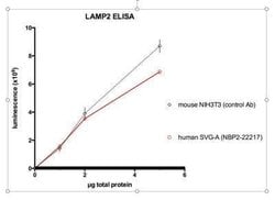LAMP-2/CD107b Antibody (H4B4) - Azide and BSA Free, Novus Biologicals 0.1