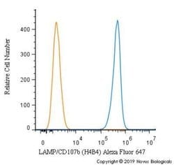 LAMP-2/CD107b Antibody (H4B4) - Azide and BSA Free, Novus Biologicals 0.1