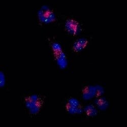 LAMP-2/CD107b Antibody (H4B4) - Azide and BSA Free, Novus Biologicals 0.1