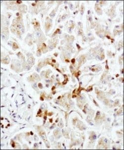 LAMP-2/CD107b Antibody (H4B4) - Azide and BSA Free, Novus Biologicals 0.1