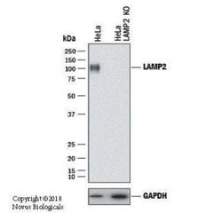 LAMP-2/CD107b Antibody (H4B4) - Azide and BSA Free, Novus Biologicals 0.1