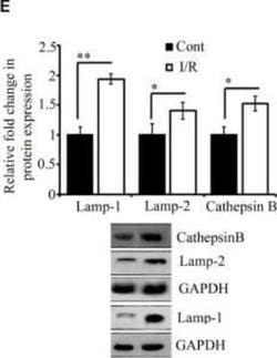 LAMP-2/CD107b Antibody (H4B4) - Azide and BSA Free, Novus Biologicals 0.1
