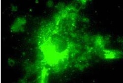 LAMP-2/CD107b Antibody (GL2A7), Novus Biologicals 0.05 mL; Unconjugated:Antibodies,