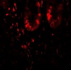 LAMTOR1 Antibody - BSA Free, Novus Biologicals 0.1 mg; Unconjugated:Antibodies,