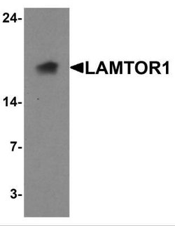 LAMTOR1 Antibody - BSA Free, Novus Biologicals 0.1 mg; Unconjugated:Antibodies,