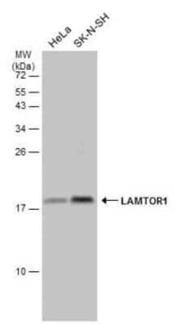 LAMTOR1 Antibody, Novus Biologicals 100 &mu;g | Buy Online | Novus Biologicals | Fisher Scientific