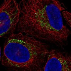 LANCL3 Antibody, Novus Biologicals:Antibodies:Primary Antibodies