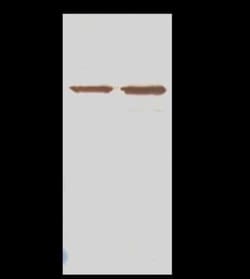 LAP3 Antibody, Novus Biologicals:Antibodies:Primary Antibodies