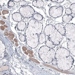 LAPTM4B Antibody (CL5287), Novus Biologicals 100&mu;L:Antibodies, Monoclonal