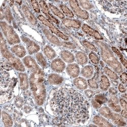 LAPTM4B Antibody (CL5289), Novus Biologicals:Antibodies:Primary Antibodies