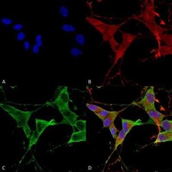 LAR/PTPRF Antibody (S165-38), Novus Biologicals 0.025 mg; Unconjugated:Antibodies,