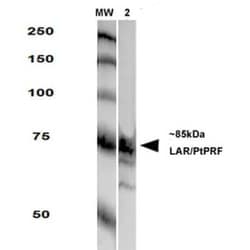 LAR/PTPRF Antibody (S165-38), Novus Biologicals 0.025 mg; Unconjugated:Antibodies,