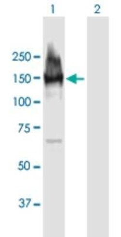 LARP1 Antibody, Novus Biologicals 0.05 mg | Buy Online | Novus Biologicals | Fisher Scientific