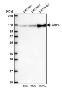 LARP4 Antibody, Novus Biologicals 25 &mu;L; Unconjugated:Antibodies, Polyclonal