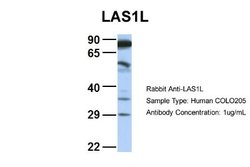 LAS1L Rabbit anti-Human, Polyclonal, Novus Biologicals 0.1 mL; Unconjugated:Antibodies,