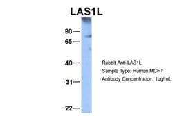 LAS1L Rabbit anti-Human, Polyclonal, Novus Biologicals 0.1 mL; Unconjugated:Antibodies,