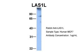 LAS1L Rabbit anti-Human, Polyclonal, Novus Biologicals 0.1 mL | Buy Online | Novus Biologicals | Fisher Scientific