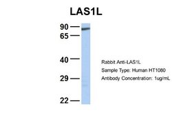 LAS1L Rabbit anti-Human, Polyclonal, Novus Biologicals 0.1 mL | Buy Online | Novus Biologicals | Fisher Scientific