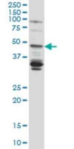 LASS4 Antibody (7D1), Novus Biologicals 0.1 mg | Buy Online | Novus Biologicals | Fisher Scientific