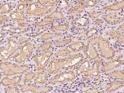 LAT3 Antibody, Novus Biologicals 50 &mu;g, Unconjugated:Antibodies, Polyclonal