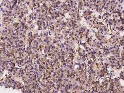 LAT3 Antibody, Novus Biologicals 50 &mu;g, Unconjugated:Antibodies, Polyclonal