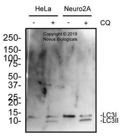LC3A Antibody (2312D) - Azide and BSA Free, Novus Biologicals 0.1 mg; Unconjugated:Antibodies,