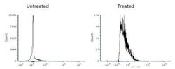 LC3B Antibody (1251A) - Azide and BSA Free, Novus Biologicals 0.1 mg; Unconjugated:Antibodies,