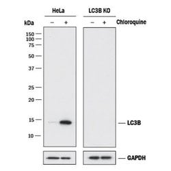 LC3B Antibody (1251A) - Azide and BSA Free, Novus Biologicals 0.1 mg; Unconjugated:Antibodies,