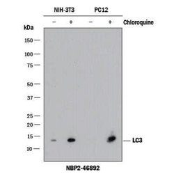 LC3B Antibody (1251A) - Azide and BSA Free, Novus Biologicals 0.1 mg; Unconjugated:Antibodies,