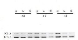 LC3B Antibody (1251A) - Azide and BSA Free, Novus Biologicals 0.1 mg; Unconjugated:Antibodies,