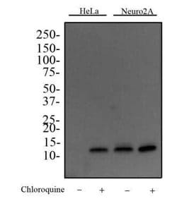 LC3B Antibody (1251A) - Azide and BSA Free, Novus Biologicals 0.1 mg; Unconjugated:Antibodies,