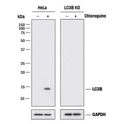 LC3B Antibody (1251B) - Azide and BSA Free, Novus Biologicals 0.1 mg; Unconjugated:Antibodies,